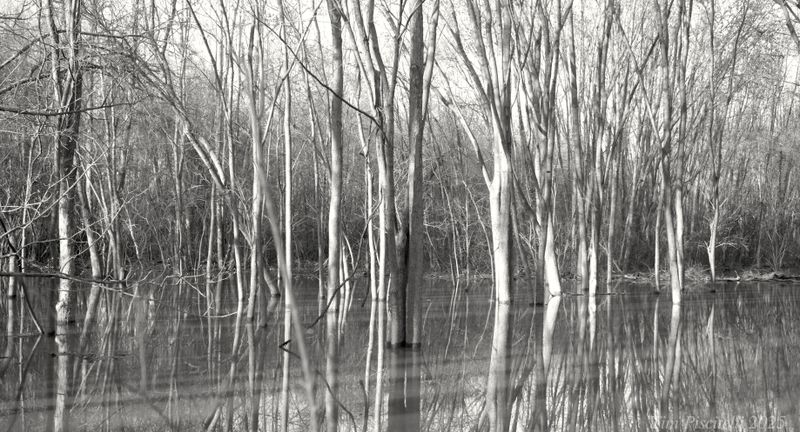 Flooded Woods 1