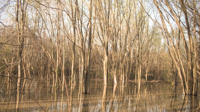 Flooded woods 2