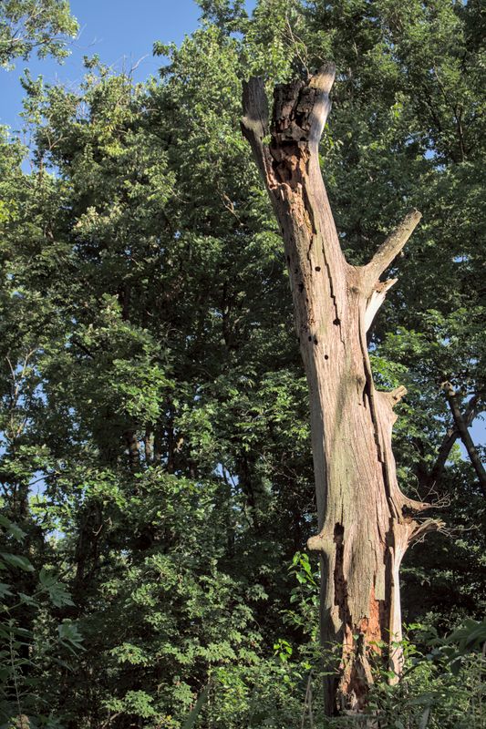 Another Dead Tree Photo