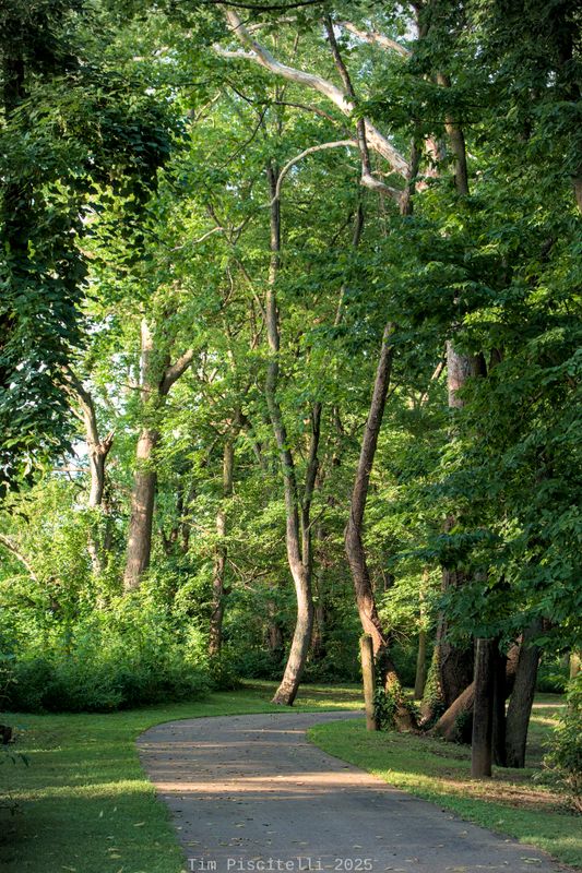 Enter the Forest Here