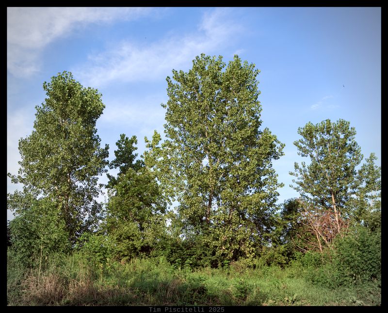 Trees in the Summer