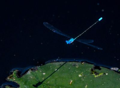 DSC_1993.jpg