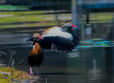 DSC_2238.jpg