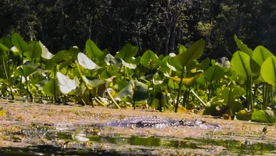 This gator attacked me. I wonder how he tastes. 