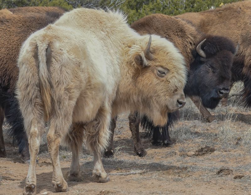 White Bison, Madrid, NM