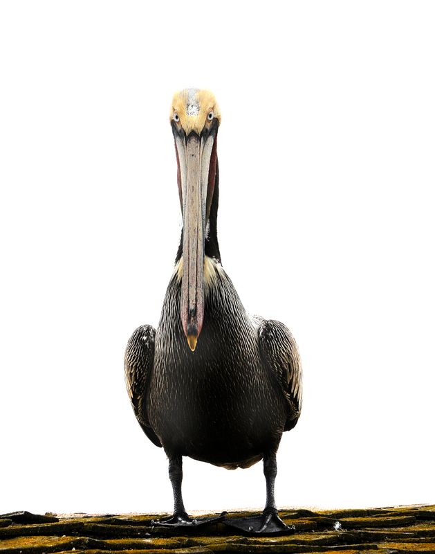 Behold, The Pelican
