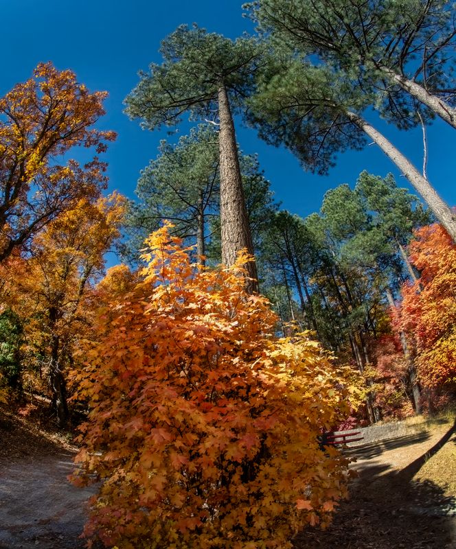 El Otoo - Autumn Color in New Mexico and Colorado