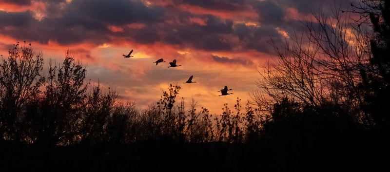 A New Mexico Sunrise - with Sandhill Cranes