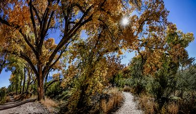 Corrales Bosque