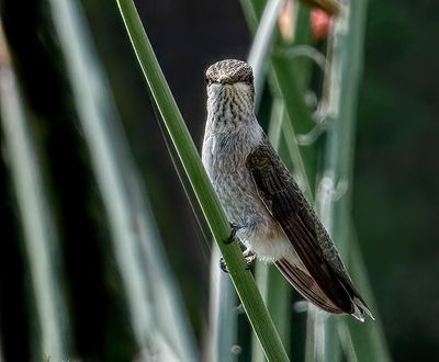 Female Black Chinned Hummer