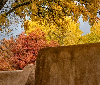 Autumn Color, Corrales, NM