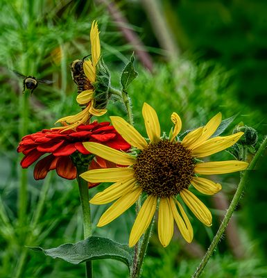 Remembering Septembers Garden