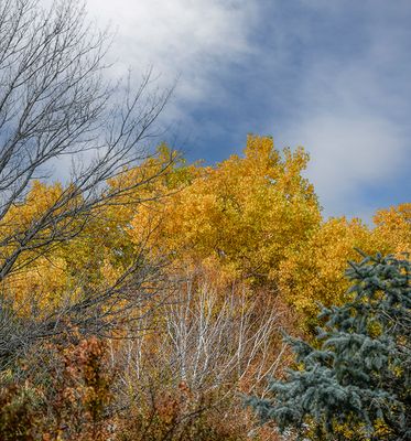 Autumn Color, Corrales, NM