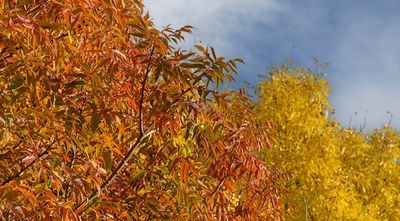 Autumn Color, Corrales, NM