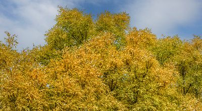 Autumn Color, Corrales, NM