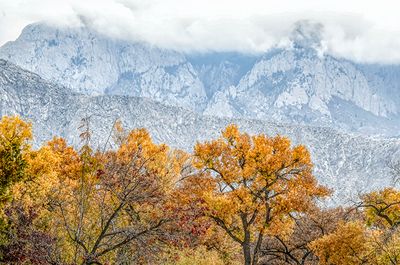 Autumn Color, Corrales, NM