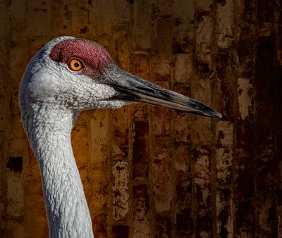 The Sandhill Crane, Up Close