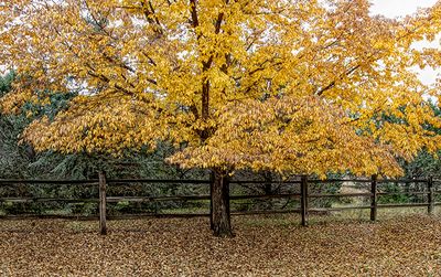 Autumn Color, Corrales, NM