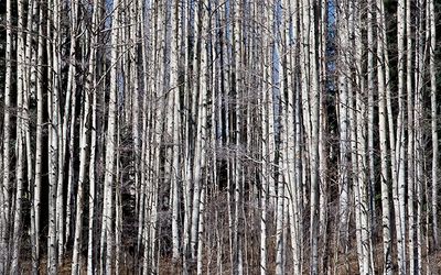 Aspen Tangle