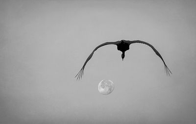 Sandhill Crane With Setting Full Moon