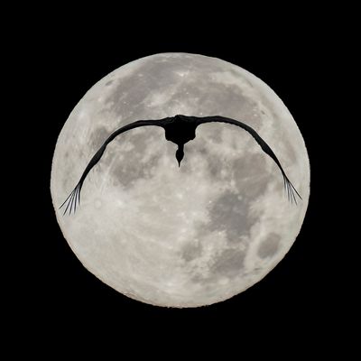 Close Up Flight