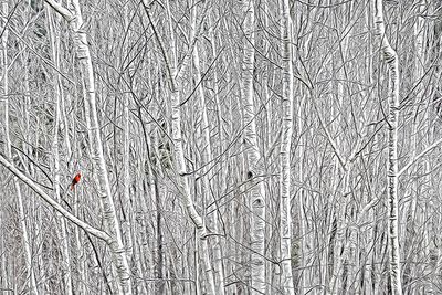 Out on a Limb