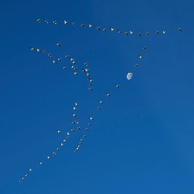 Snow Geese Under a Waning Moon