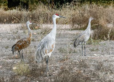 The Family, Mom, Dad, Child