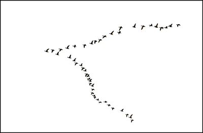 Morning Flight