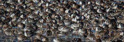 Pintails Everywhere