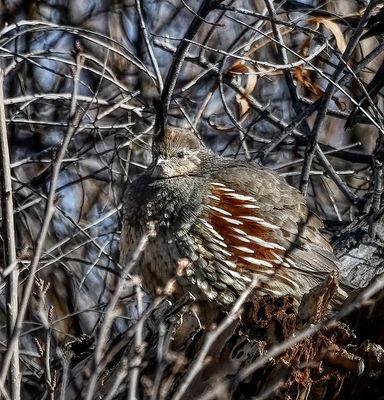 Gambels Quail