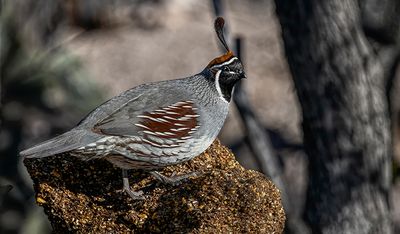 Gambels Quail