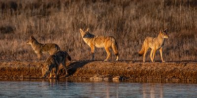 The Prowling Quartet