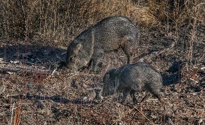 Javelina, Mom and Baby