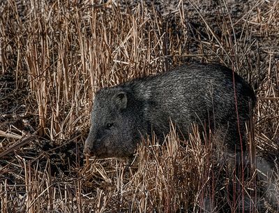 Javelina