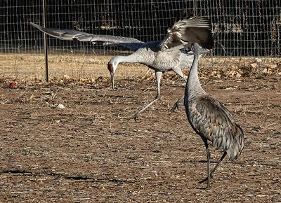 Struttin his stuff!