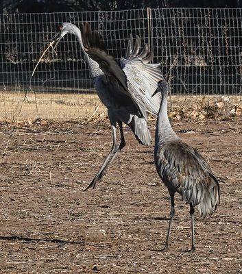 Struttin his stuff!