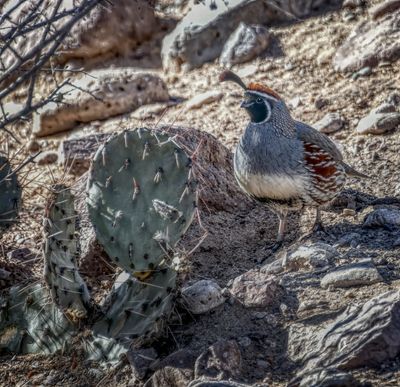 Gambels Quail