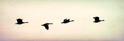 Always Flying Somewhere