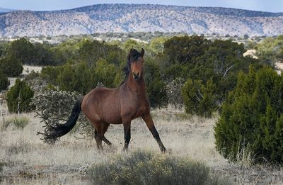Wild Stallion near Madrid, NM