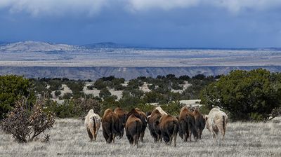 White Bison, Madrid, NM