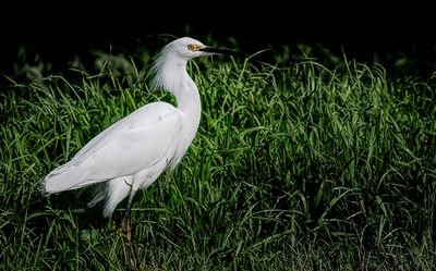 Snowy Egret