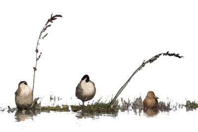 Ducks in a Row