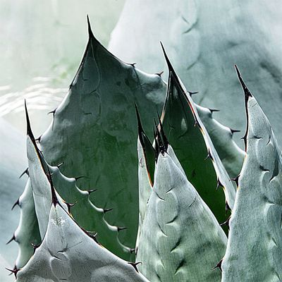 The Agaves
