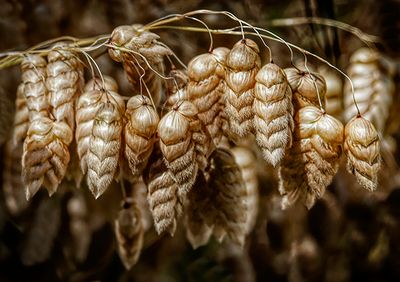 Rattlesnake Grass