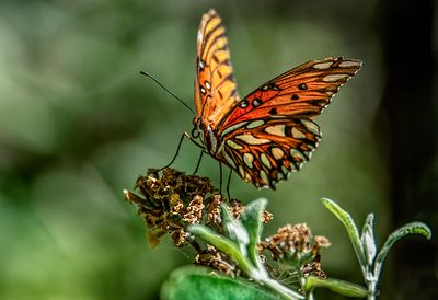 A Moth & A Few Butterflies