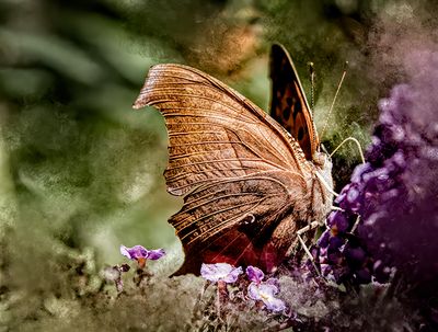 A Moth & A Few Butterflies