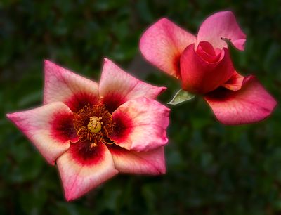 Spring Twins