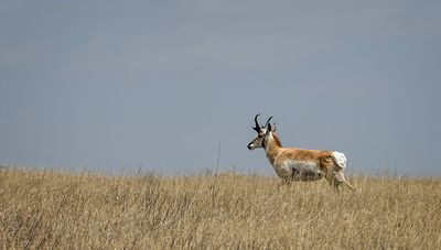 North American Pronghorn Antelope