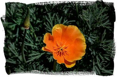 California Poppy